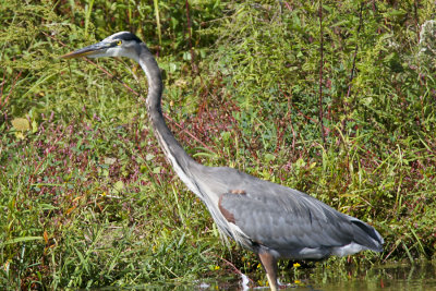 GREAT BLUE HERON