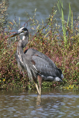 GREAT BLUE HERON