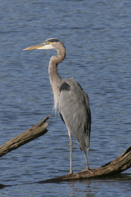 GREAT BLUE HERON