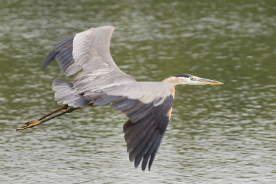 GREAT BLUE HERON