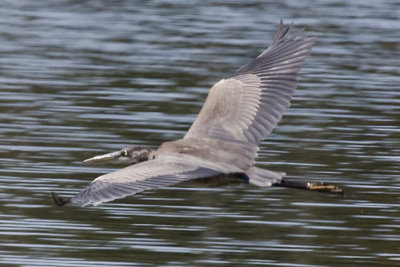 GREAT BLUE HERON