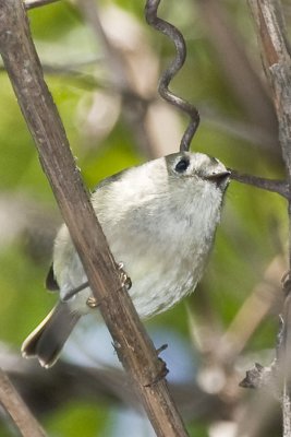 RUBY-CROWNED KINGLET