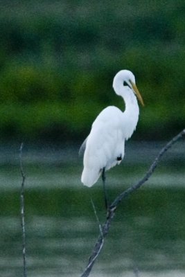 GREAT EGRET - PUSHING THE LIMITS