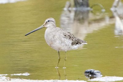 LONG-BILLED DOWITCHER