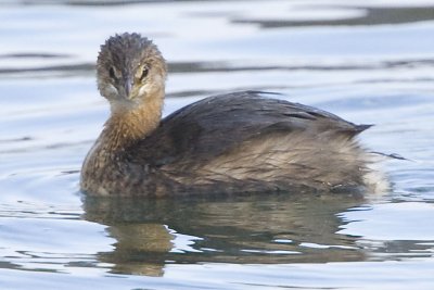 PIED-BILLED GREBE