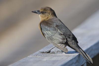 BREWERS BLACKBIRD