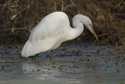 GREAT EGRET