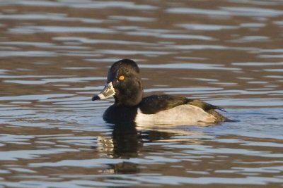 RING-NECKED DUCK