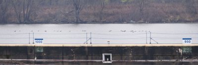 30+ COMMON  LOONS at the EAST END of the LOCKS OF MELDAHL DAM