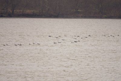 COMMON LOONS