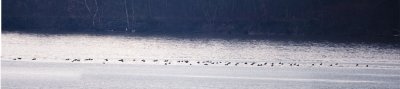 COMMON LOONS ON THE OHIO RIVER - PANO 1