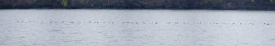 COMMON LOONS ON THE OHIO RIVER - PANO 2