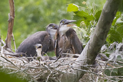 GREAT BLUE HERON - ADULTS & 3 JUVIES