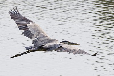 GREAT BLUE HERON