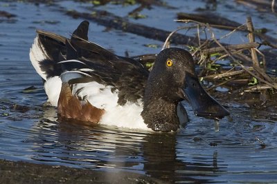 NORTHERN SHOVELER