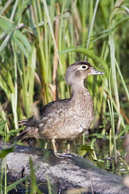 WOOD DUCK