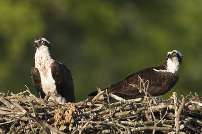 ADULT OSPREYS ON THE NEST - 3 CHICKS ASLEEP OUT OF VIEW