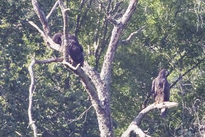 TWO JUVENILES OUTSIDE THE NEST IN A NEIGHBORING TREE