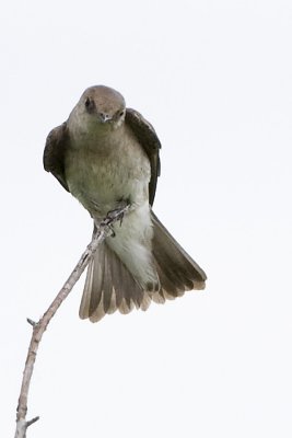 NORTHERN ROUGH-WINGED SWALLOW