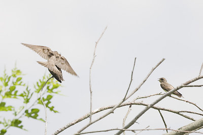 NORTHERN ROUGH-WINGED SWALLOWS
