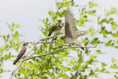 NORTHERN ROUGH-WINGED SWALLOWS