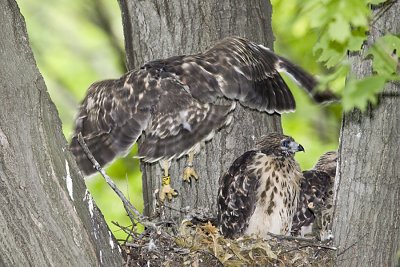6/18  - HAWK CHICK PRACTICES JUMPING