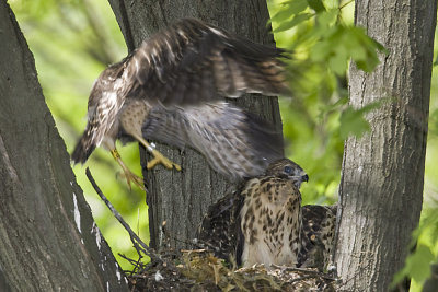 6/18 - HAWK CHICK  - TRYING TO GET IT RIGHT