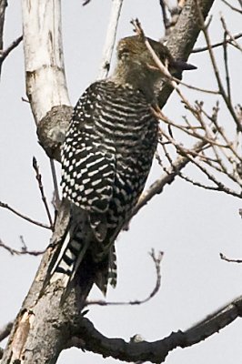 RED-BELLIED WOODPECKER - IMMATURE