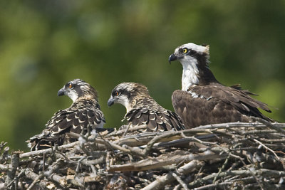 ADULT AND CHICKS