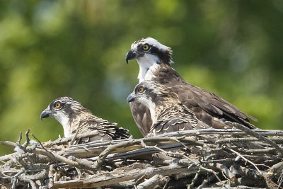 ADULT AND 2 CHICKS