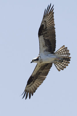 PHOTO BIRD LIST - ALPHABETIC ORDER