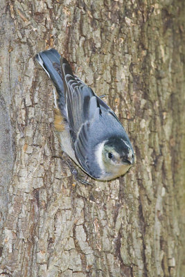 WHITE-BREASTED NUTHATCH