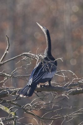 ANHINGA