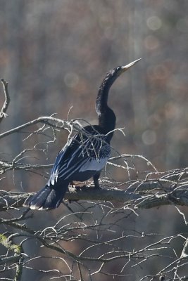 ANHINGA