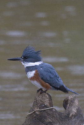 BELTED KINGFISHER - FEMALE