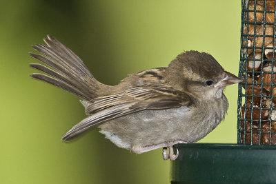 HOUSE SPARROW - FIRST YEAR