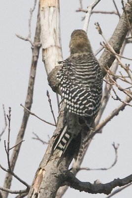 RED-BELLIED WOODPECKER - IMMATURE