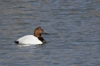 CANVASBACK