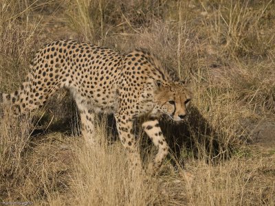 Cheetah