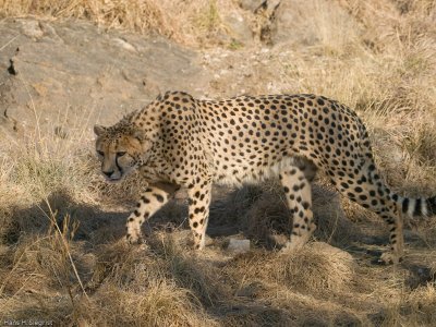 Cheetah