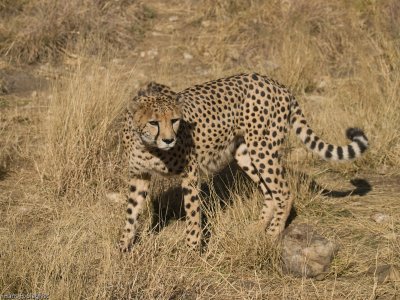 Cheetah