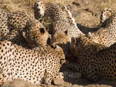 Cheetahs