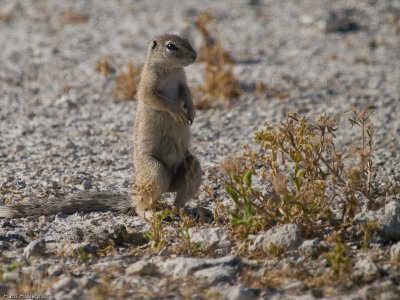 Cape Ground Squirrel