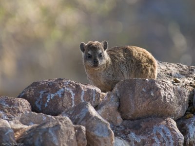 Young Cape Hyrax