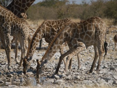 Giraffes