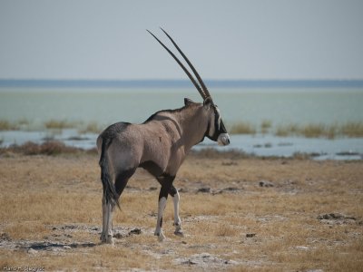 Oryx Antelope