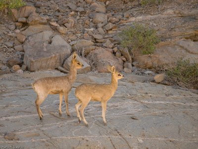 Klipspringer