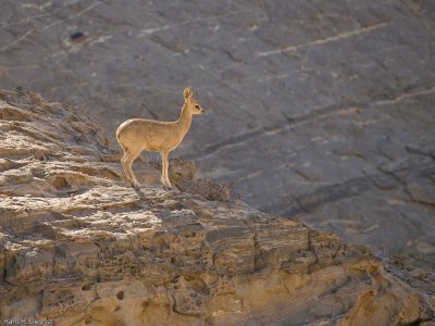 Klipspringer