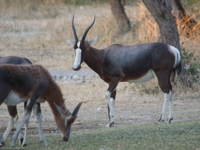 Blesbok