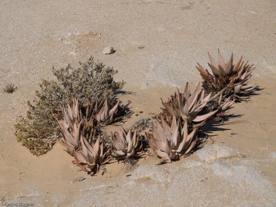 Red Aloe